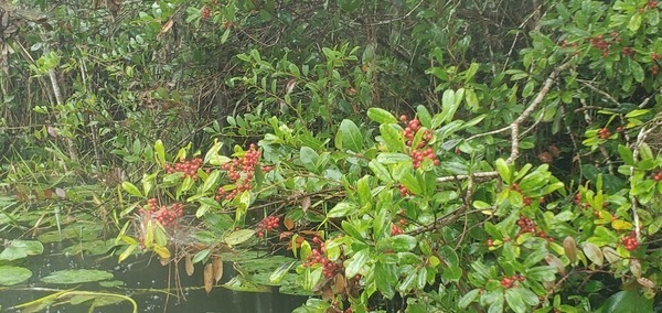 Red berries and webs, 11:22:13