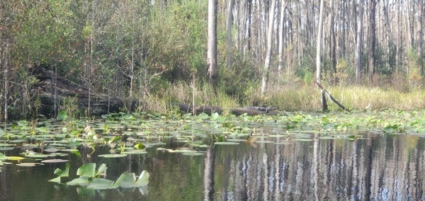 Gator on log, 13:15:52