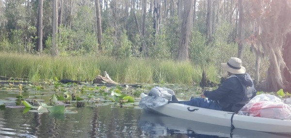 Josh Duncan and a gator, 13:29:15