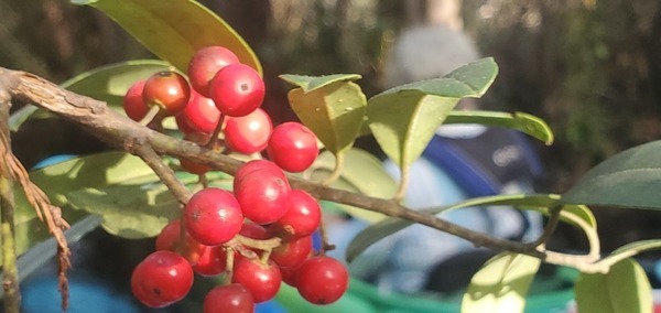 Red berries, 15:18:44