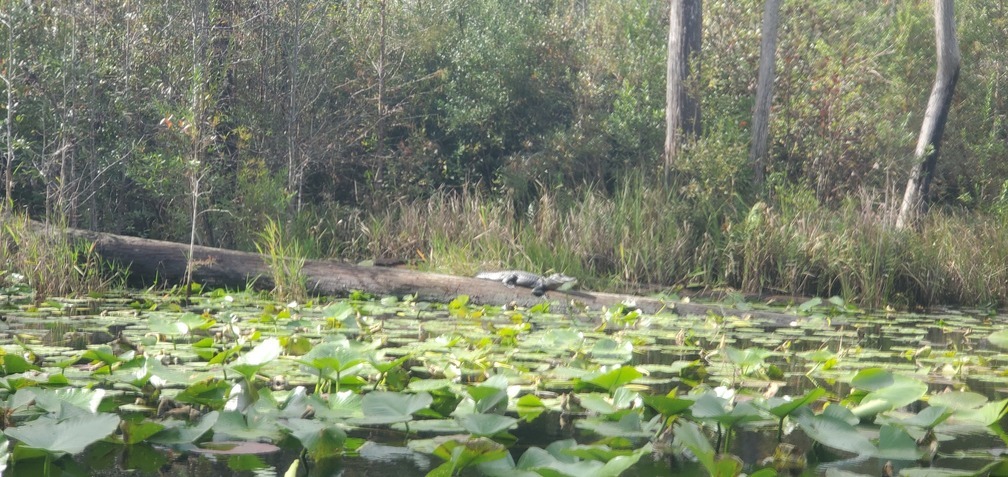 Another gator, 13:16:48