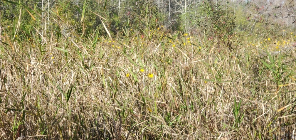 Swamp sunflowers, 14:58:23