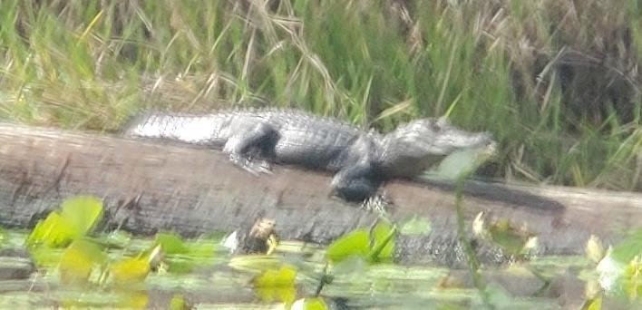 Gator closeup