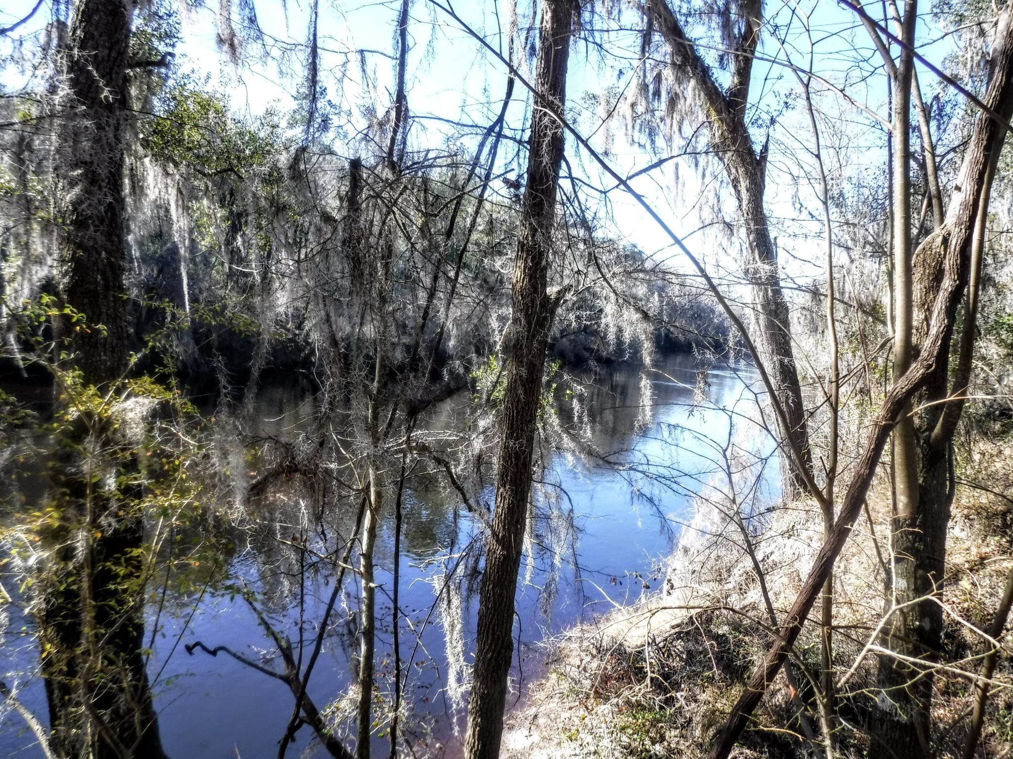 Suwannee River at Gibson Park