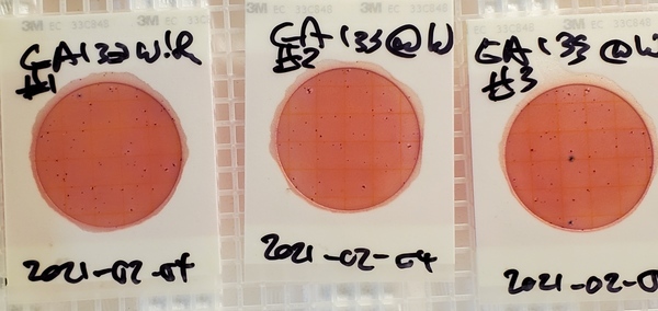 100 cfu/100 mL, GA 133, Withlacoochee River