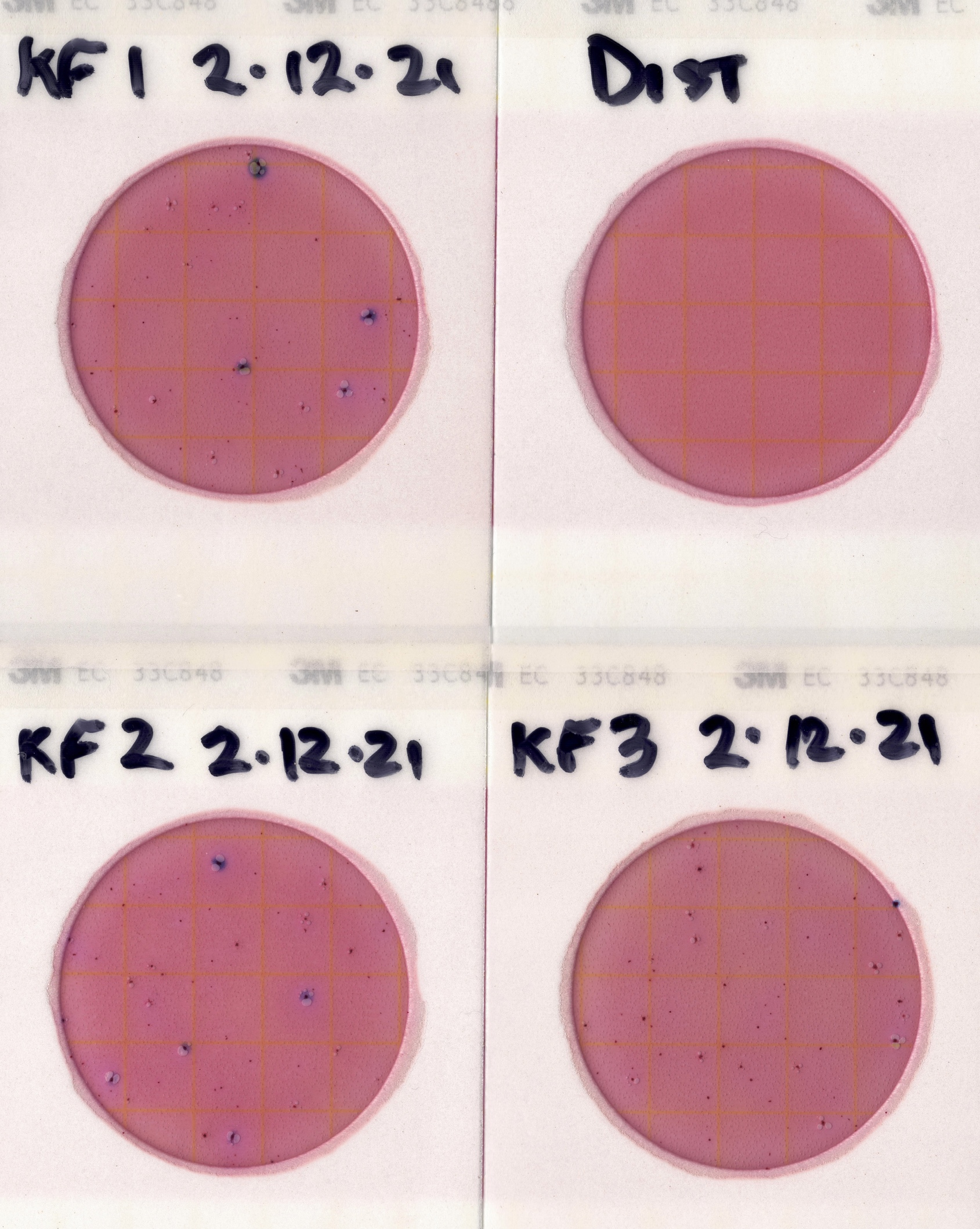 300 cfu/100 mL, Knights Ferry Boat Ramp 2021-02-12