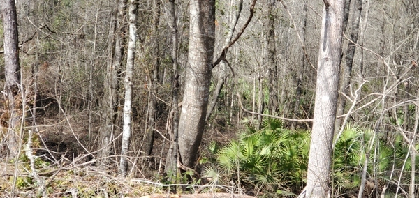 Sabal Trail (looking north towards the river), 13:06:15, 30.7902620, -83.4479180