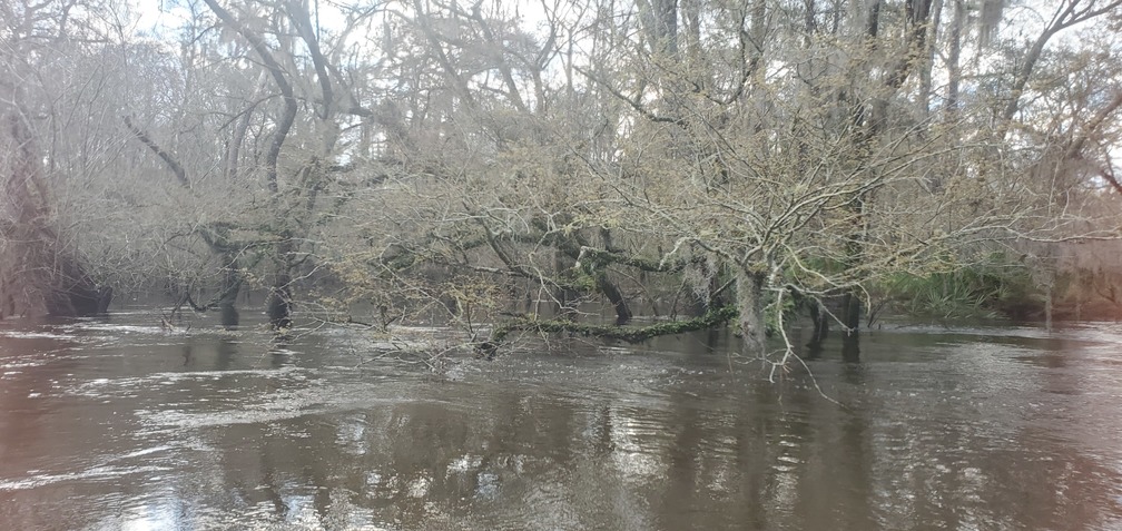 Withlacoochee River coming in, 09:13:35, 30.8469839, -83.3477638