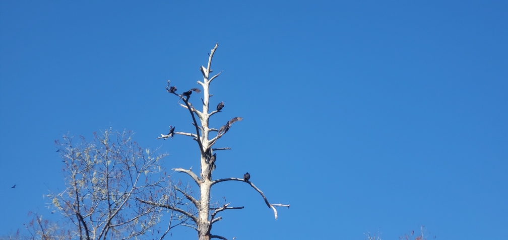 Buzzards sunning, 10:04:28, 30.8387100, -83.3714430