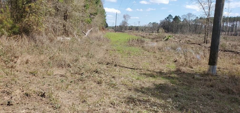 Power line right of way, 12:49:44, 30.7896790, -83.4509550