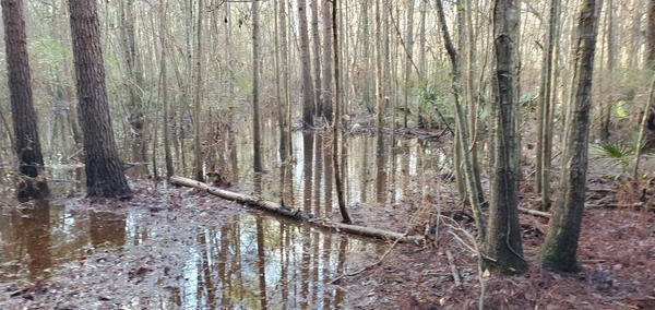 Underwater Old Broad Street south of here, 08:25:52, 30.8482920, -83.3462384