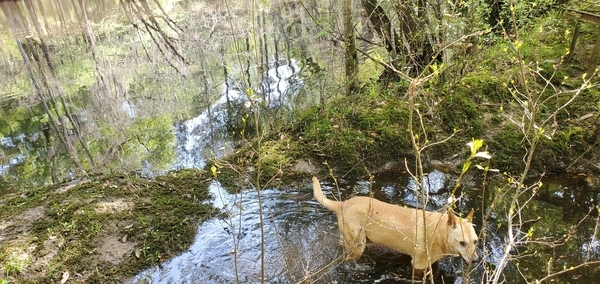 Yellow Dog and yellow Jessamine, 12:39:15, 31.1193070, -83.3222280