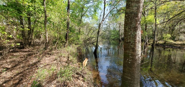 Yellow Dog, Withlacoochee River, 12:43:07, 31.1195391, -83.3220860