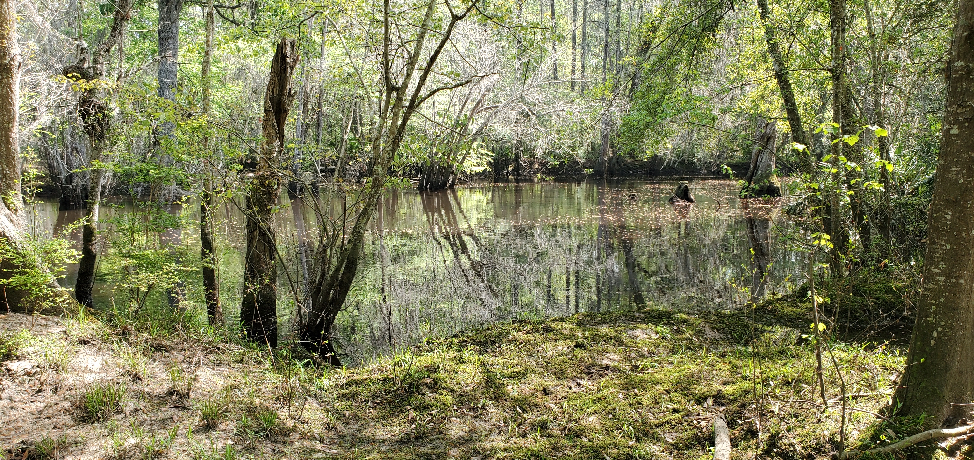 Withlacoochee River, 12:38:44, 31.1194250, -83.3224000