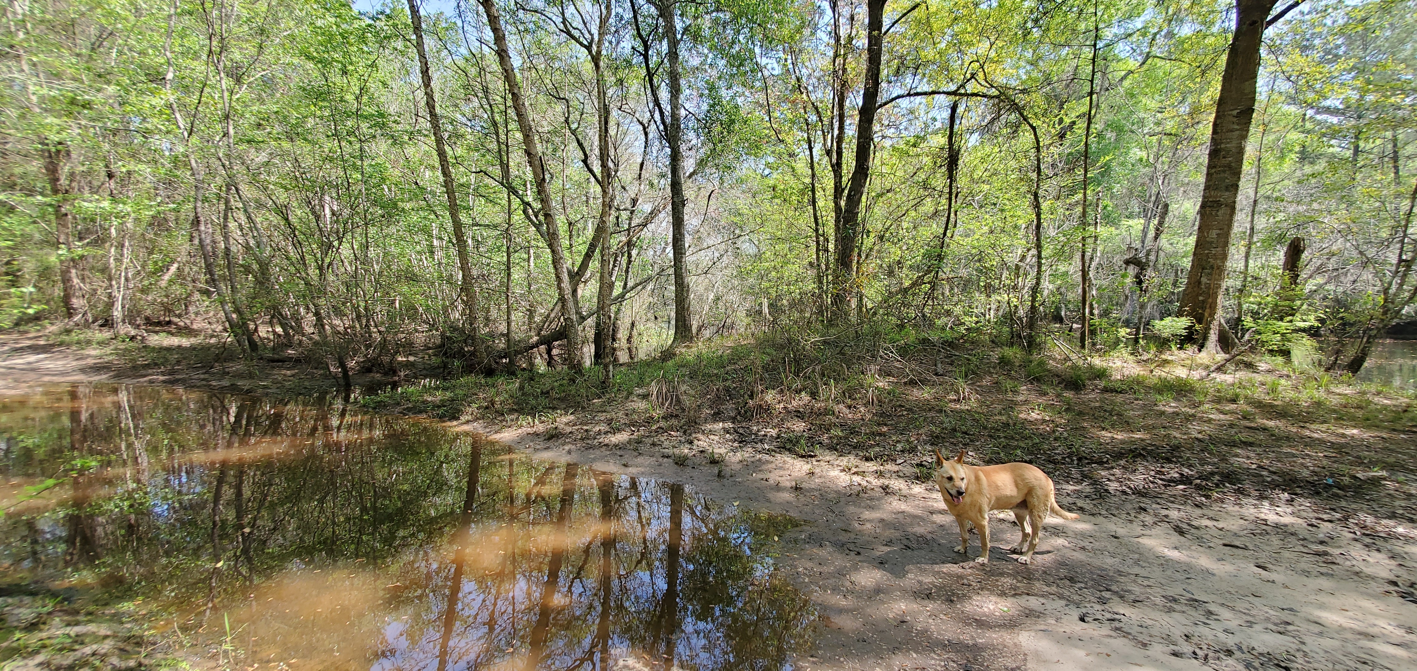 Yellow Dog Way Out, 12:40:08, 31.1192665, -83.3222611