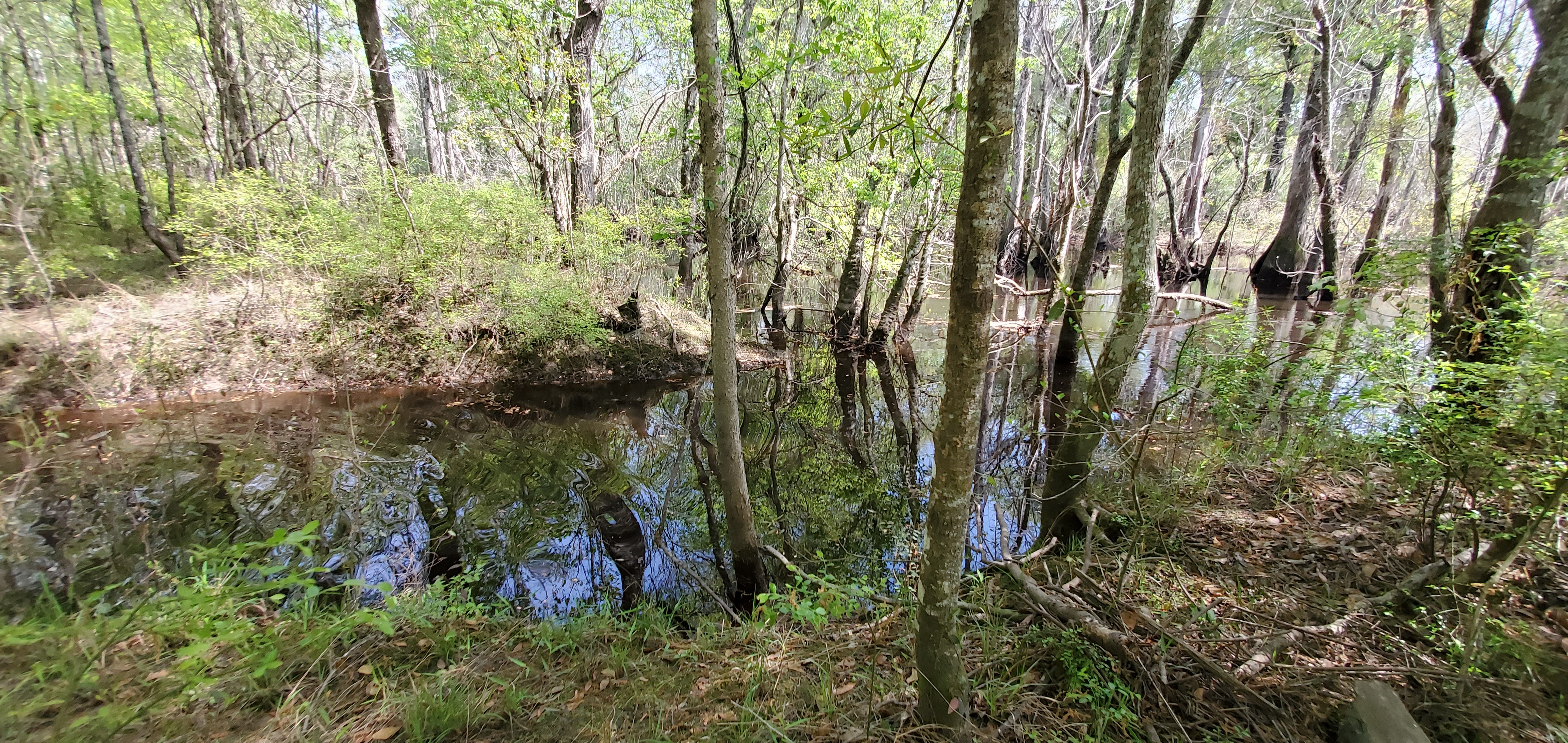 Youngs Mill Creek Confluence, Withlacoochee River, 12:55:38, 31.1209359, -83.3219942