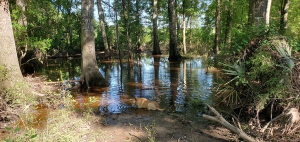 Yellow Dog relaxing in the water