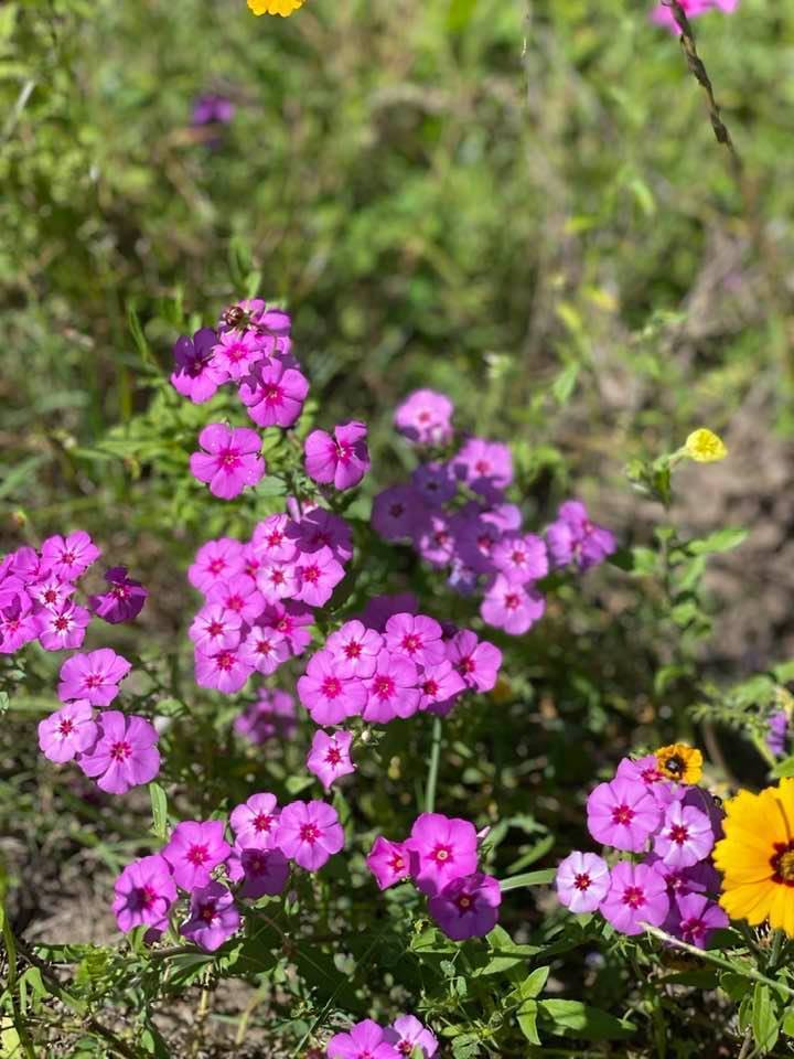 Purple flowers by US 41 bridge