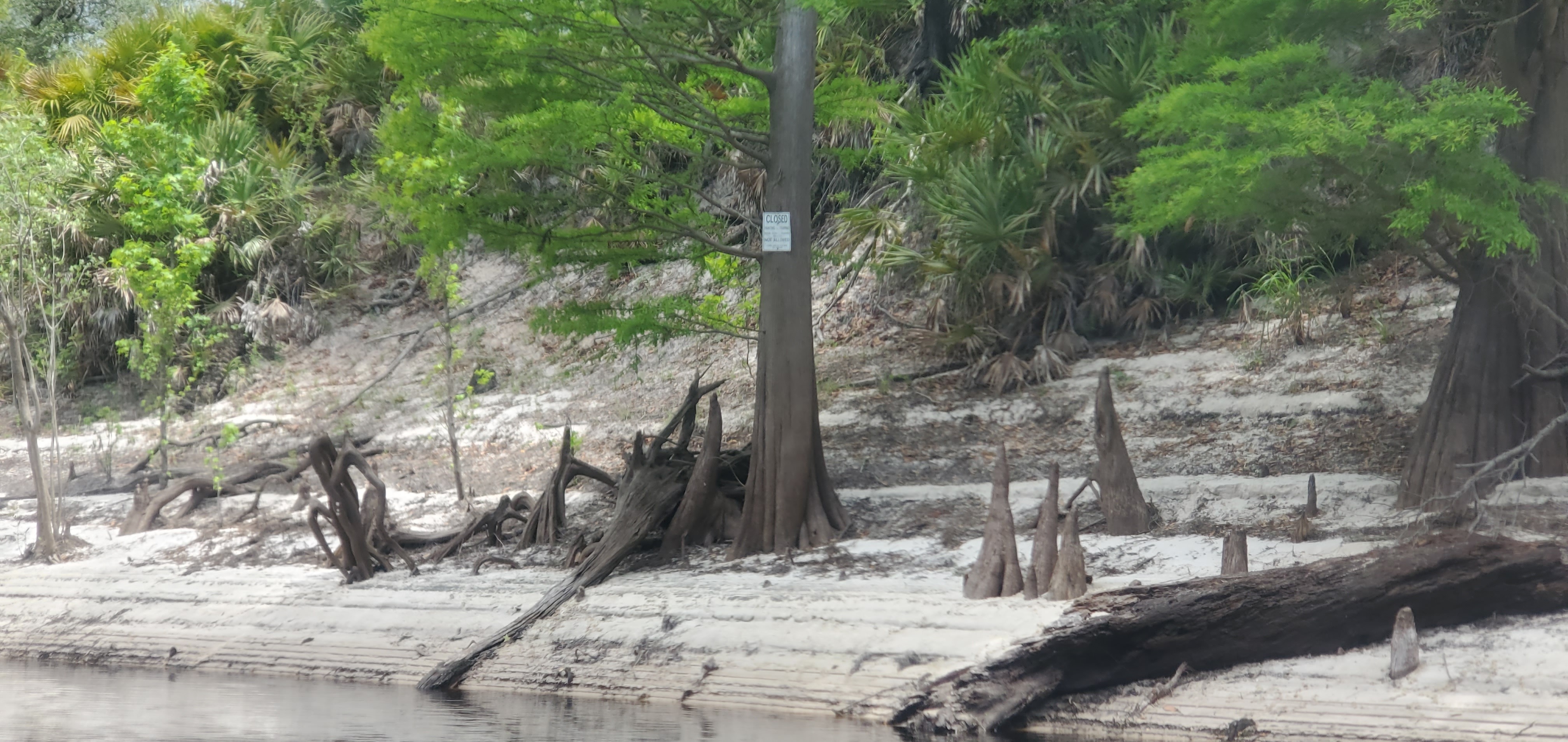 Closed sign on tree, 12:26:40, 30.3330308, -82.6967440