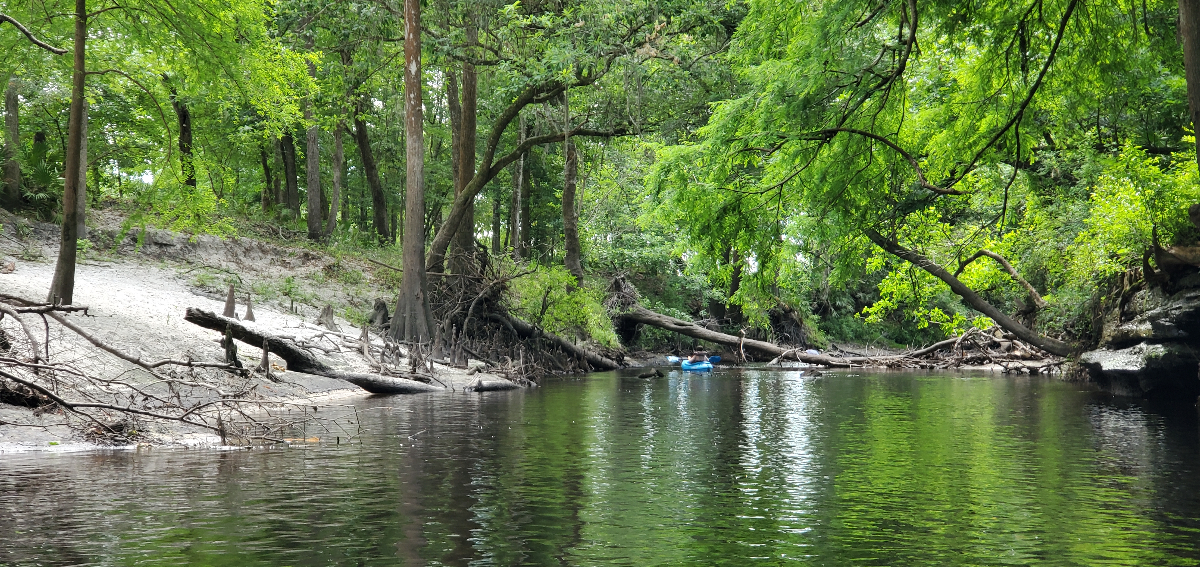 Shore deadfall, 10:32:40, 30.6246890, -83.0897930