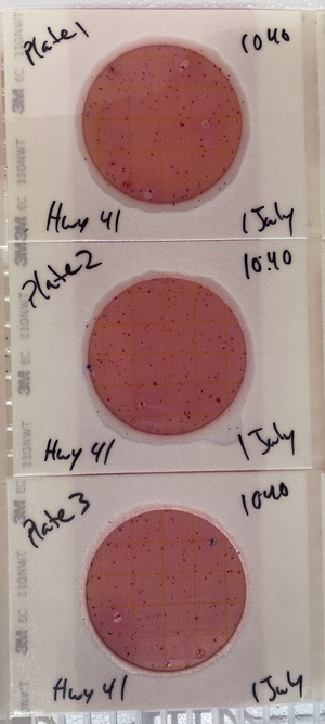 [Plates, US 41 Landing, Withlacoochee River 2021-07-01]