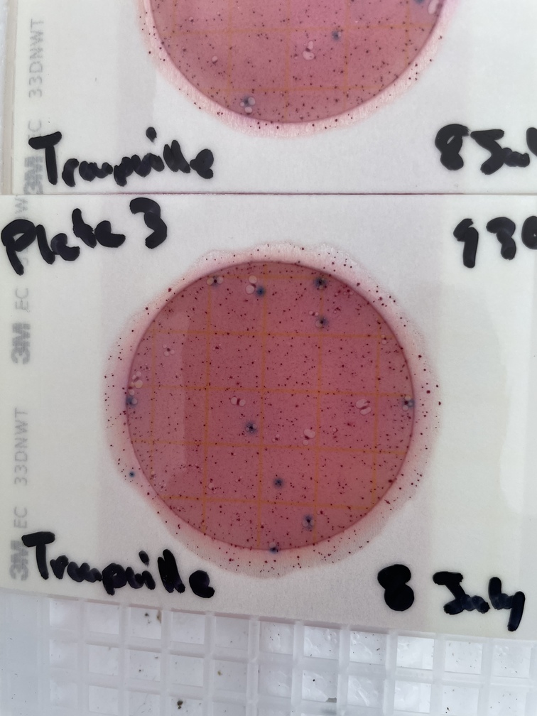 Plate 3, Troupville BR 2021-07-08