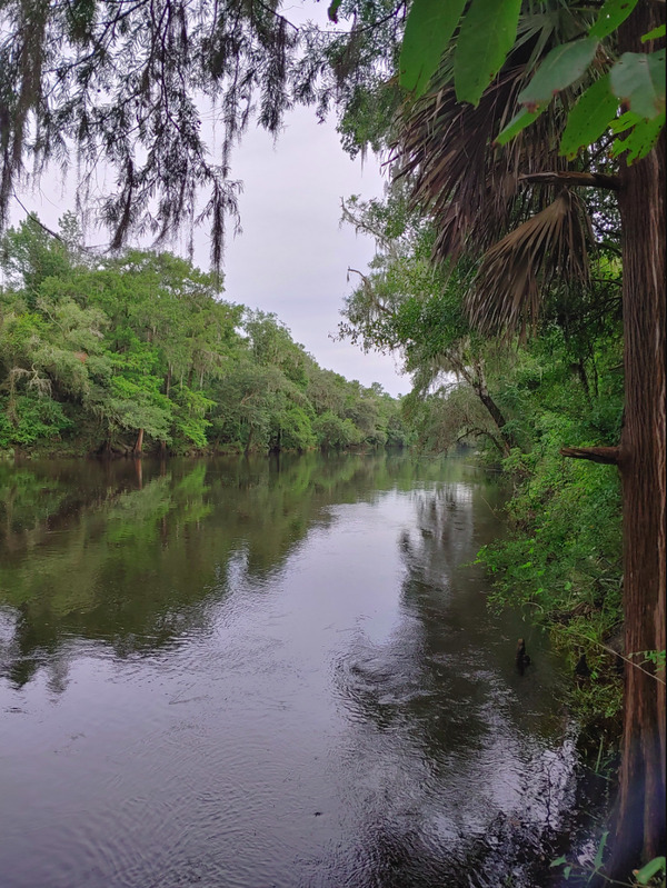 [Cleary Bluff, Withlacoochee River 2021-07-21]