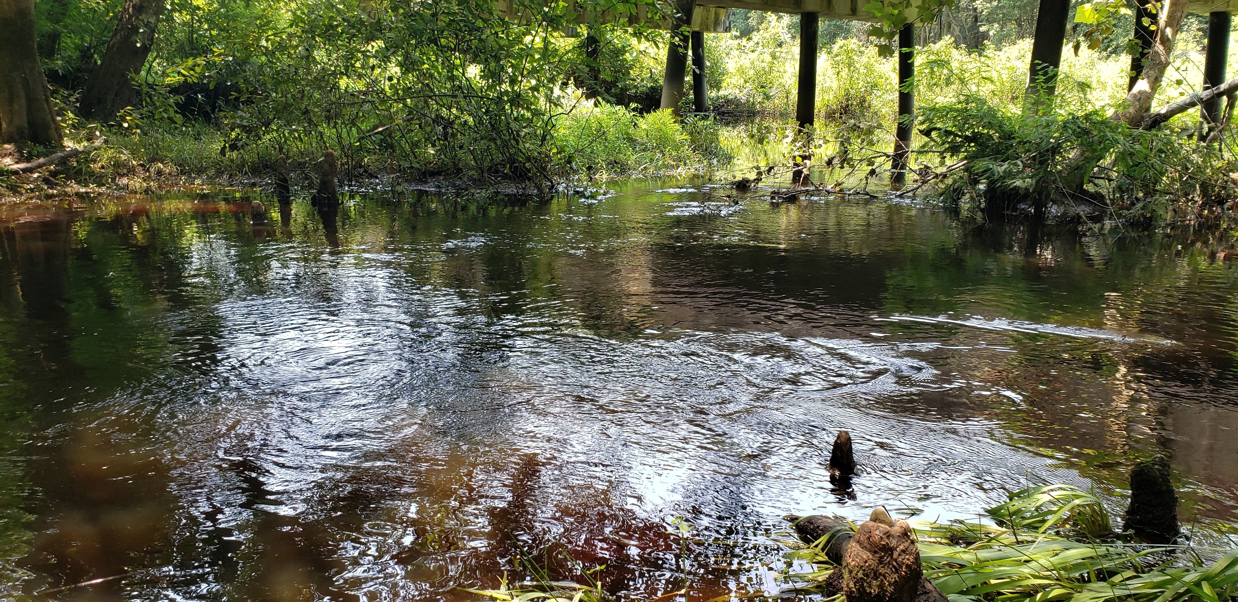 Franks Creek @ Franks Creek Road 2021-07-25