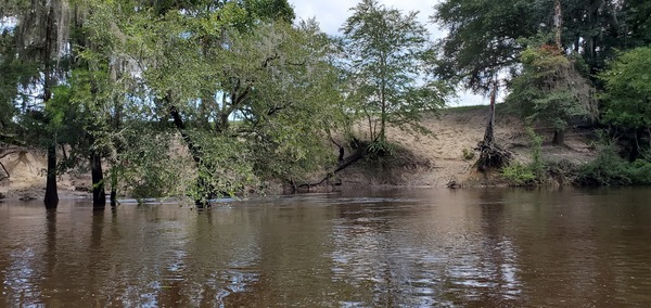 Cow prints into the river, 14:29:58, 30.6002209, -83.2624044