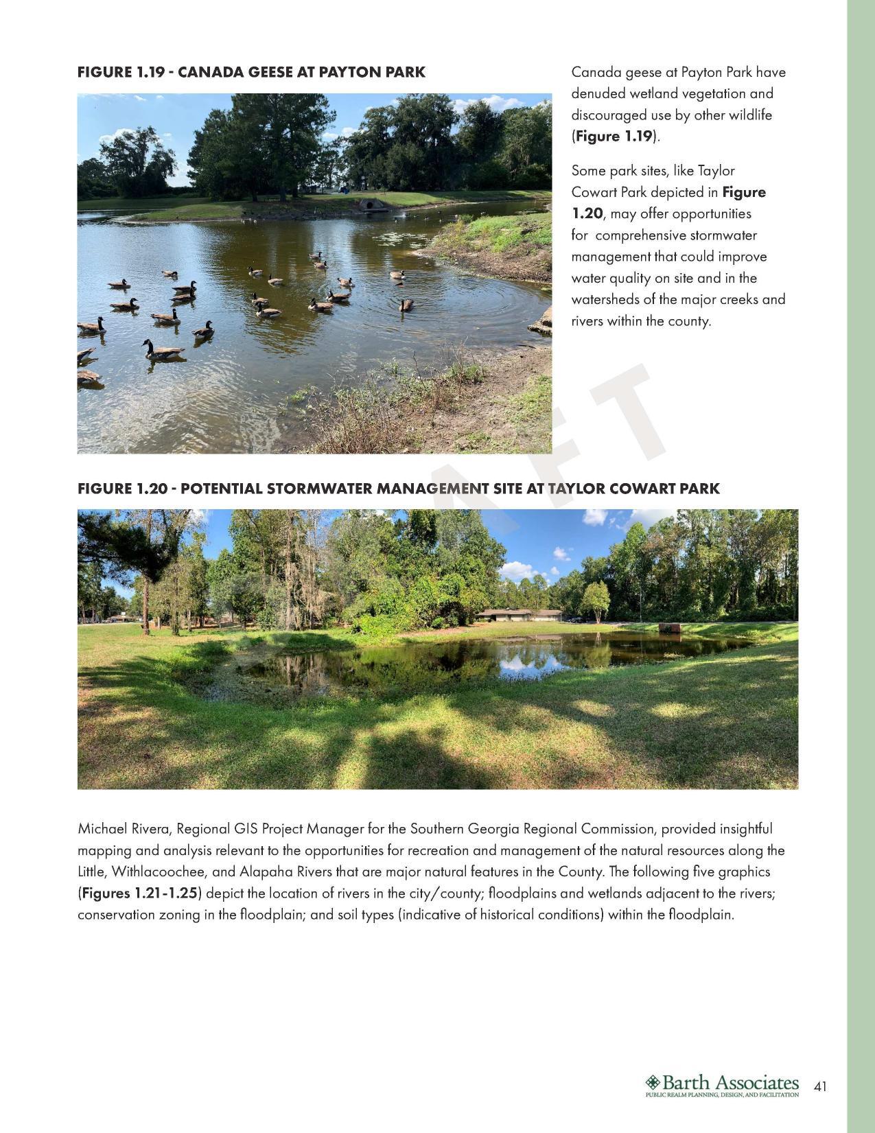 FIGURE 1.19 - CANADA GEESE AT PAYTON PARK have denuded wetland vegetation and discouraged use by other wildlife