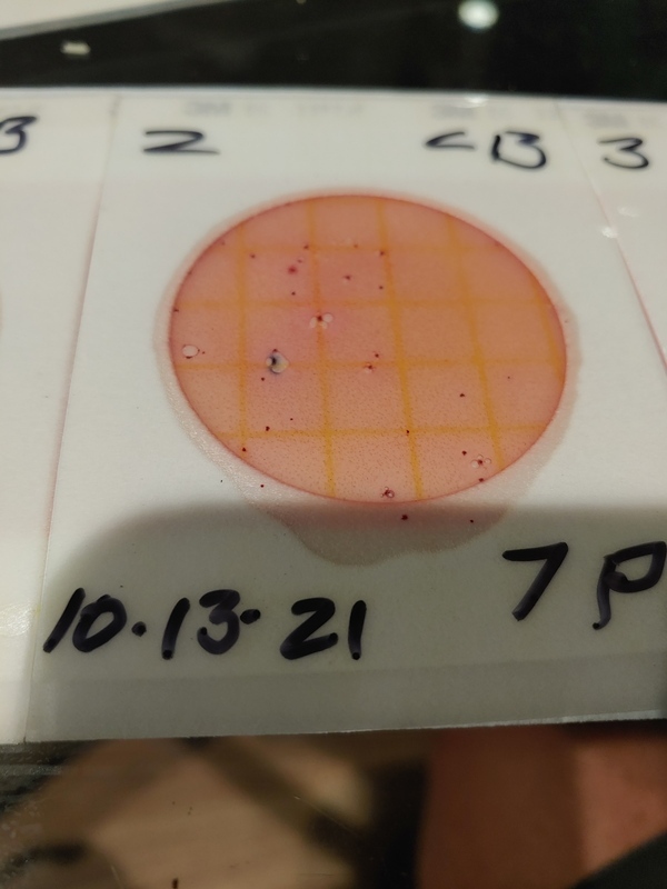 Plate2, Cleary Bluff 2021-10-13