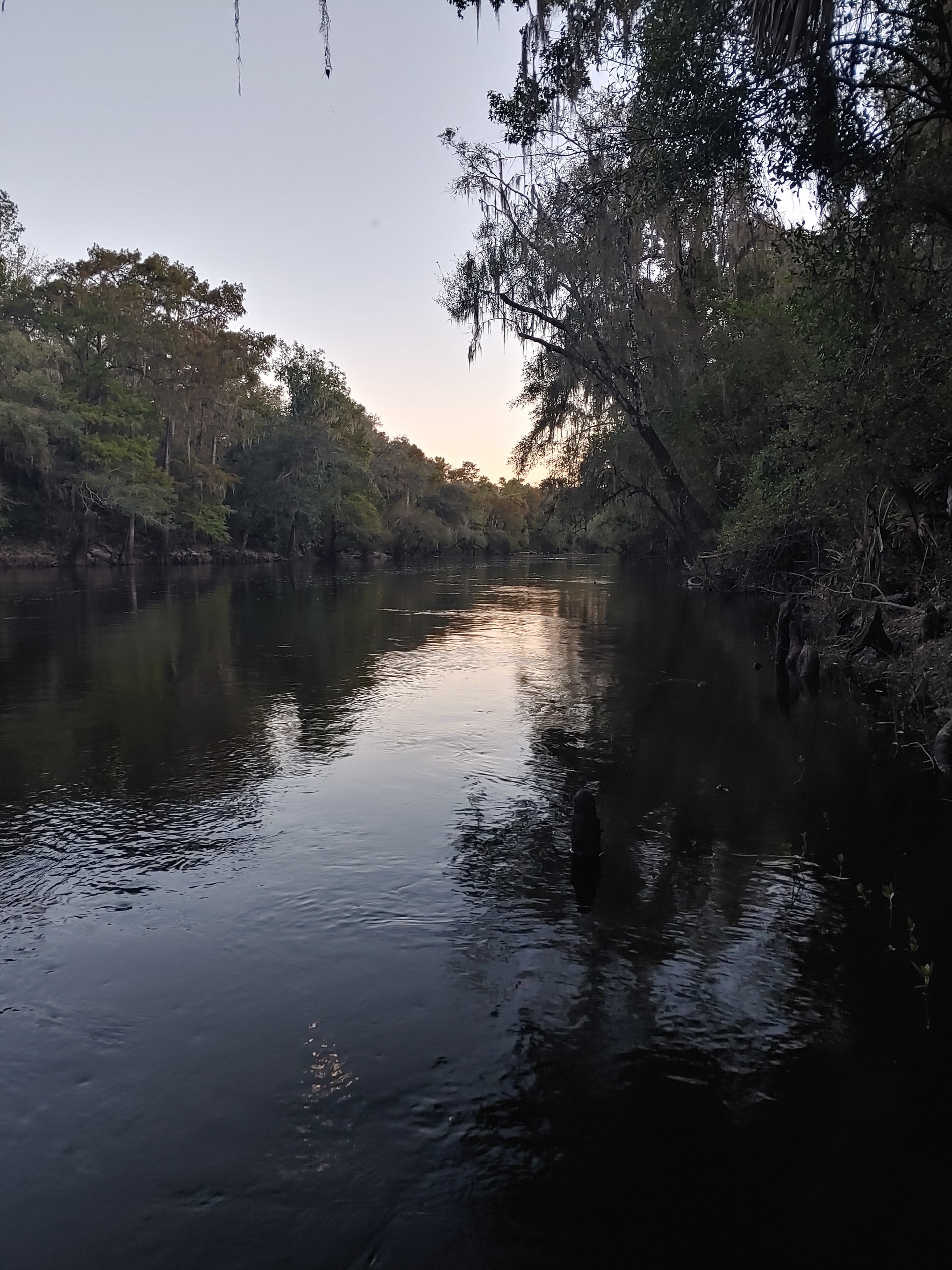 Cleary Bluff, Withlacoochee River @ NE Withla Bluffs Way 2021-10-13