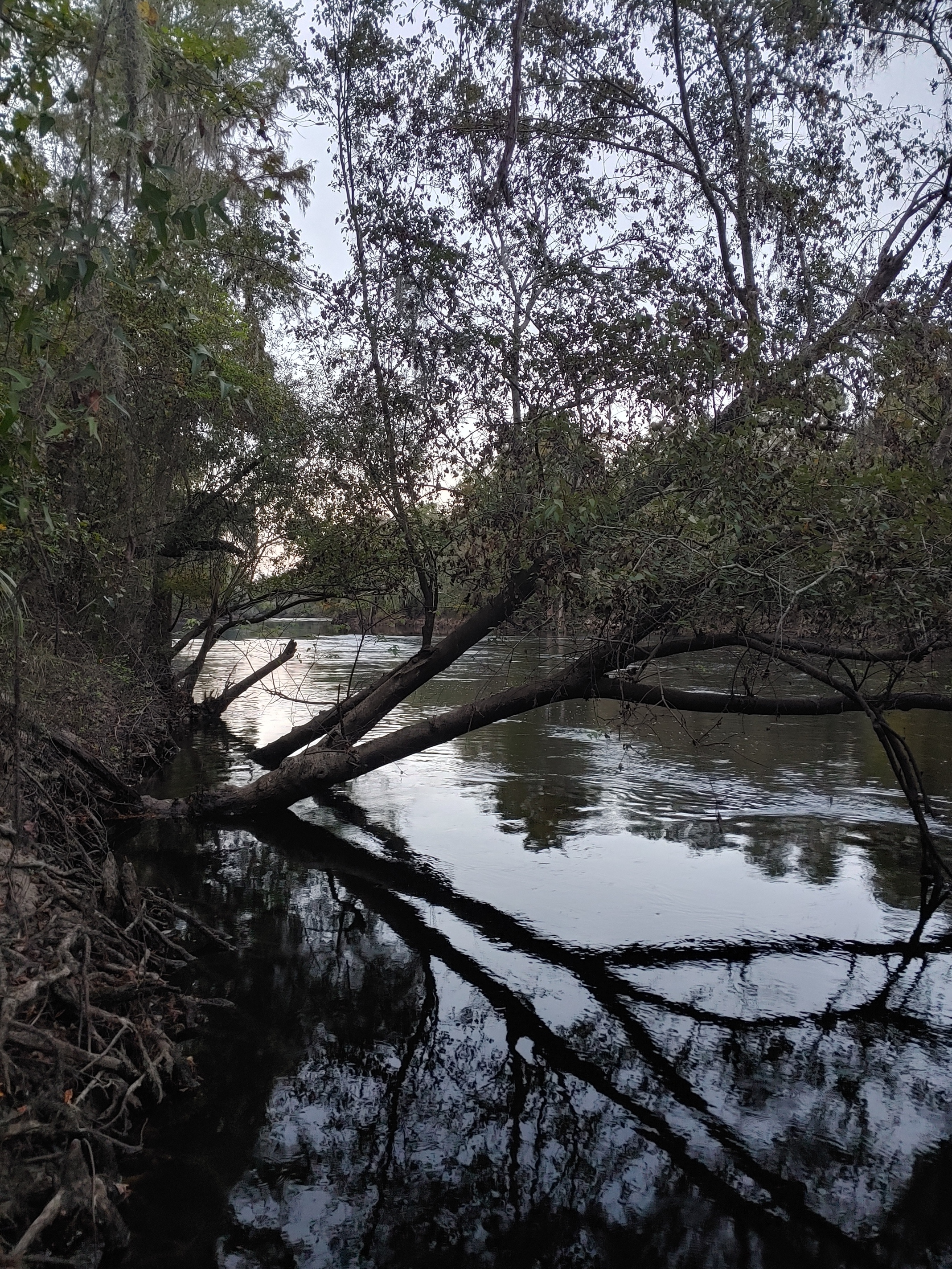 Cleary Bluff, Withlacoochee River @ NE Withla Bluffs Way 2021-10-20