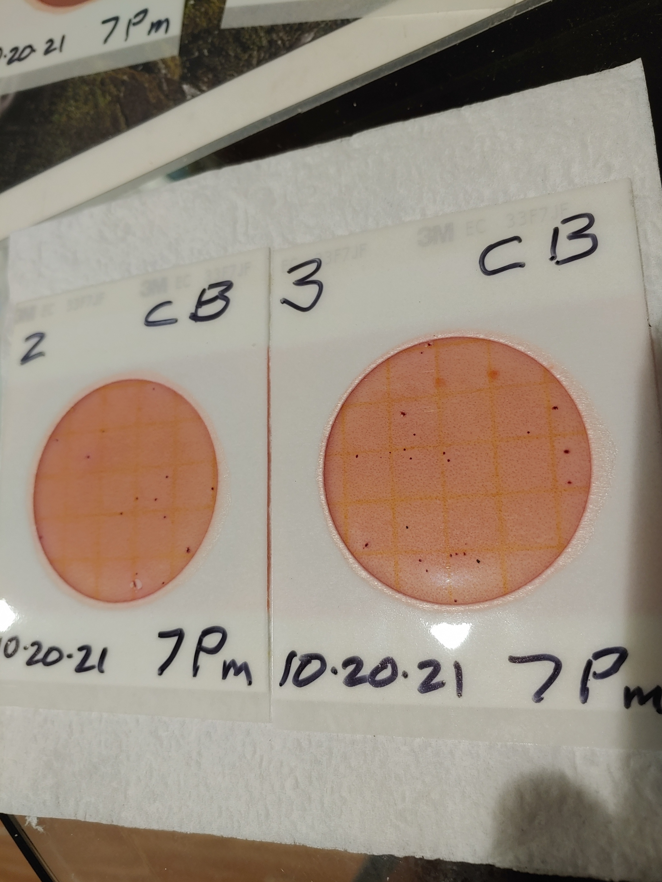 Plate2, Cleary Bluff 2021-10-20