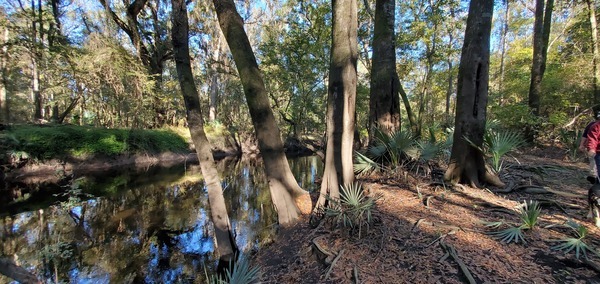 Leaning trees, 15:12:22, 30.5838238, -83.0527914