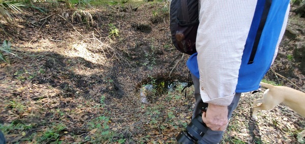 Tiny sinkhole, 15:13:15, 30.5837308, -83.0528334