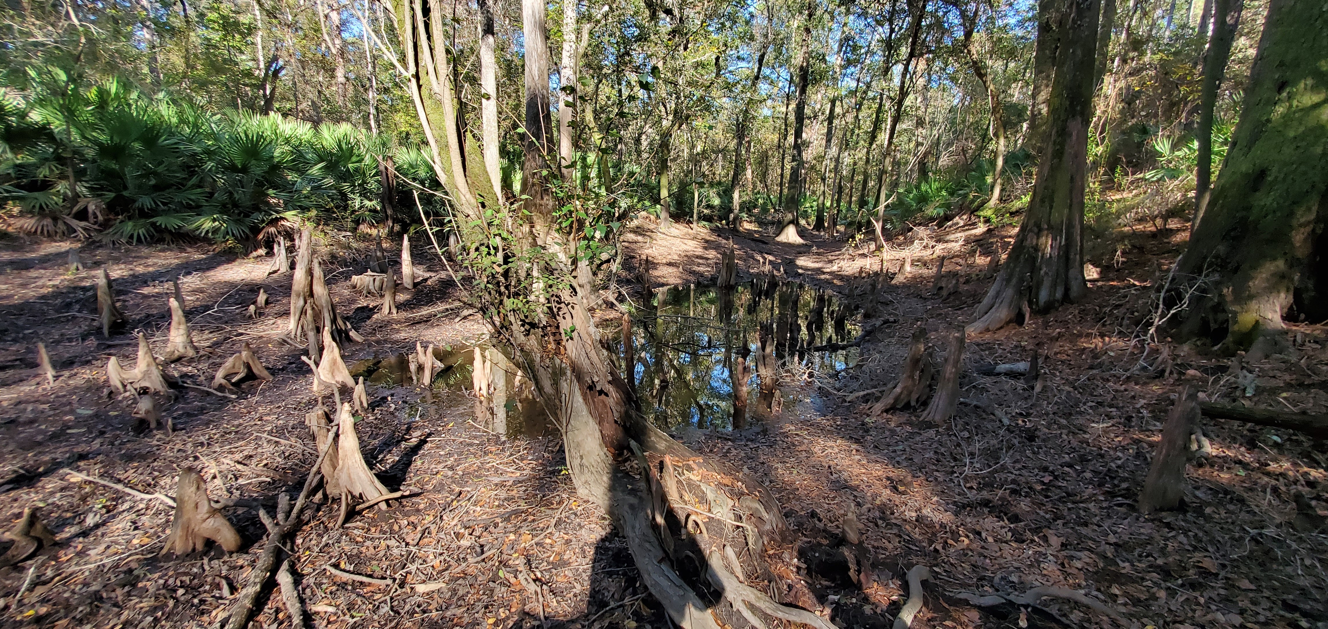 Cypress knees, 14:52:47, 30.5846156, -83.0465832