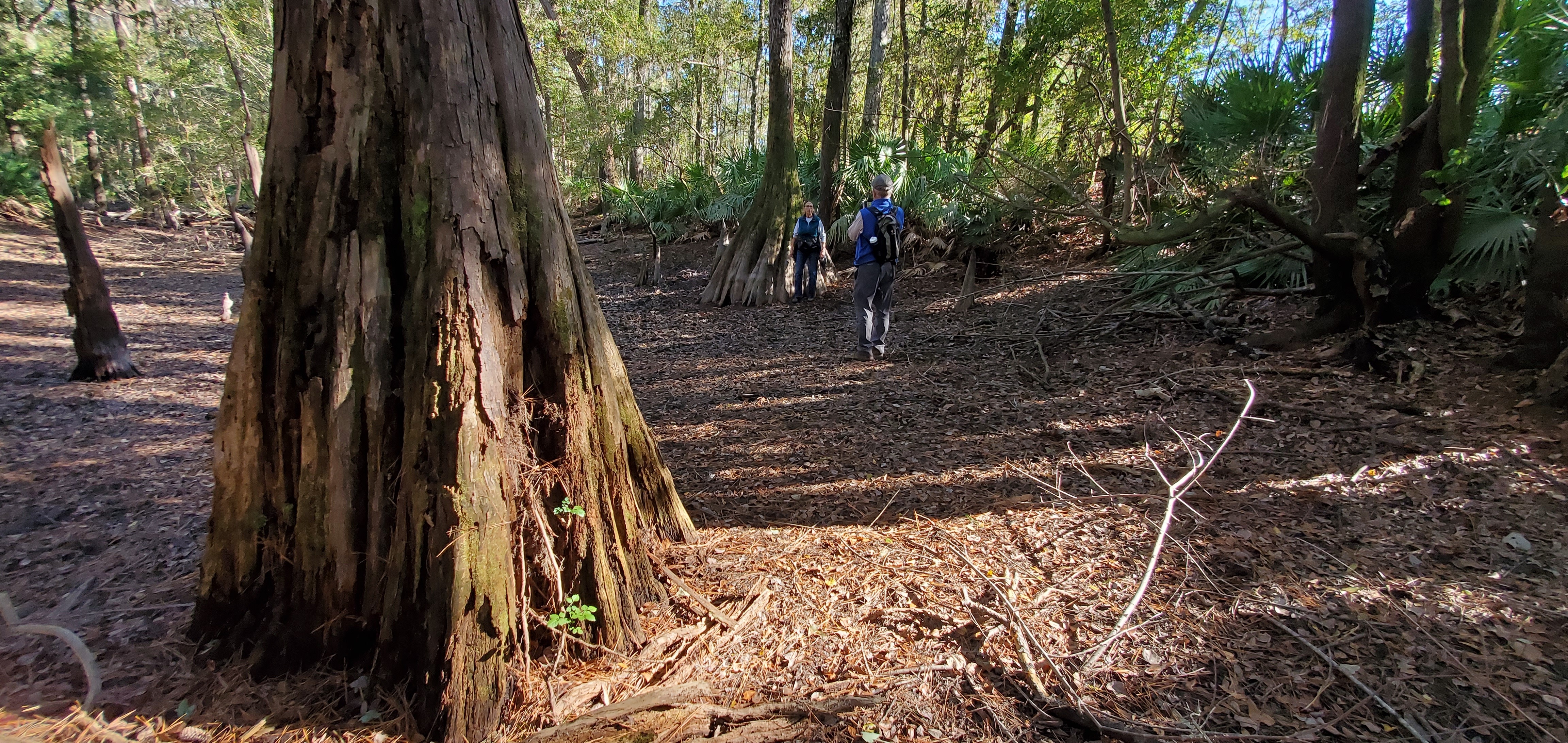 Past an old cypress, 14:58:07, 30.5846535, -83.0475477