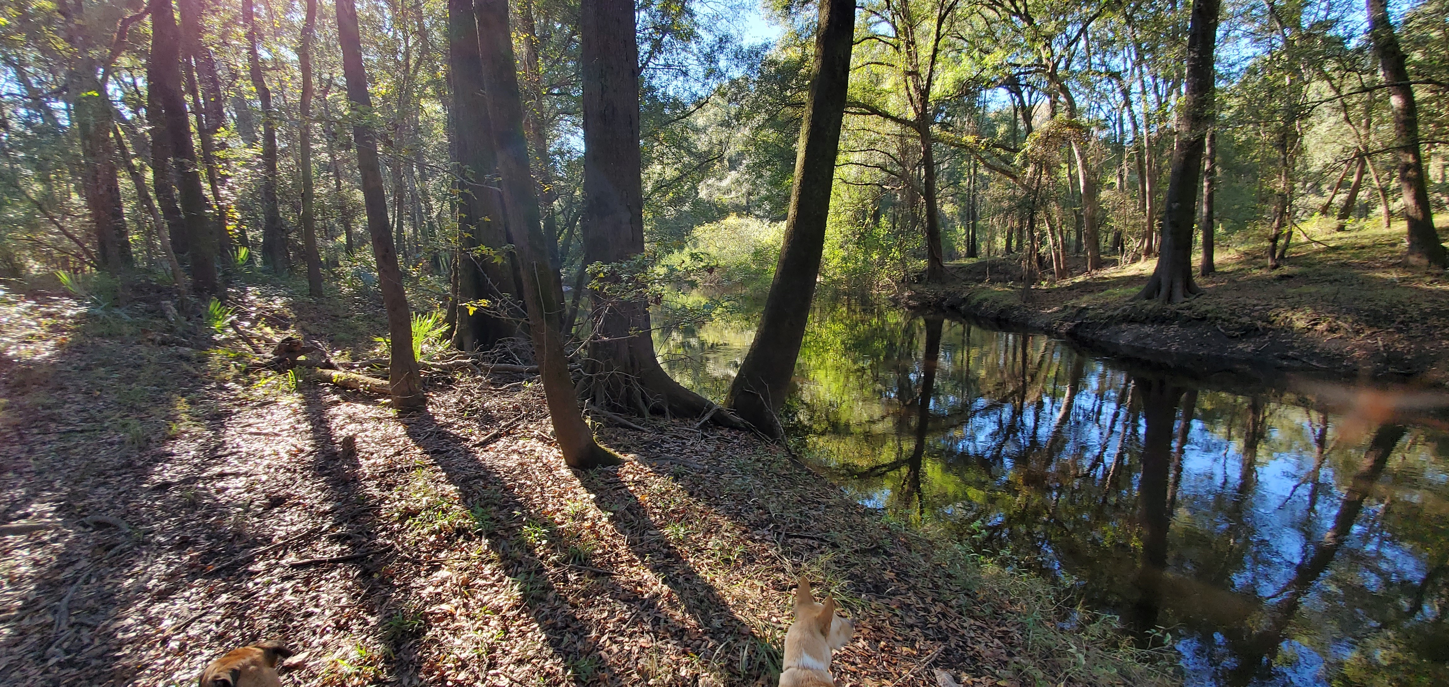 Reflections with dogs, 15:19:00, 30.5837279, -83.0538030