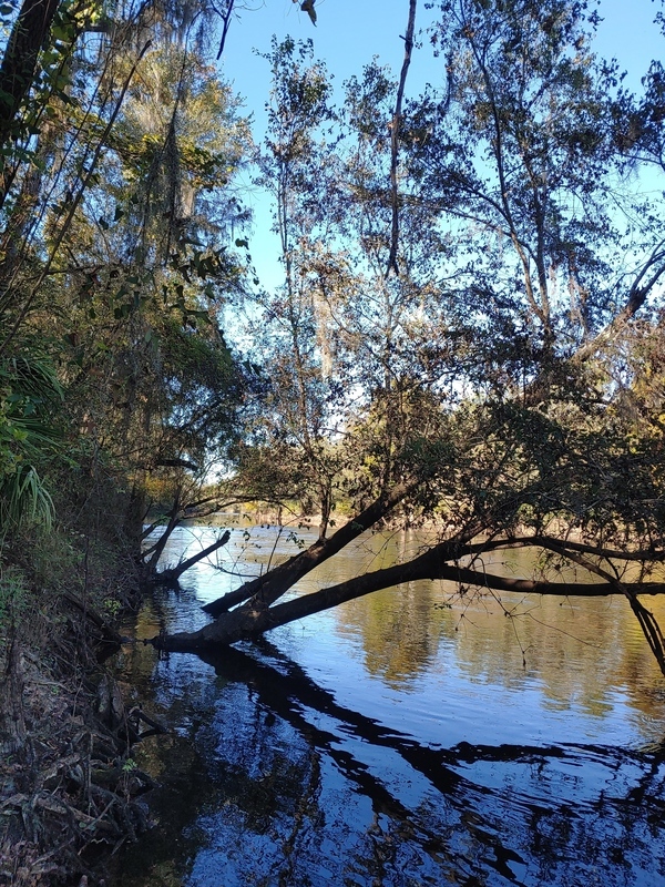 [Cleary Bluff, Withlacoochee River @ NE Withla Bluffs Way 2021-11-08]