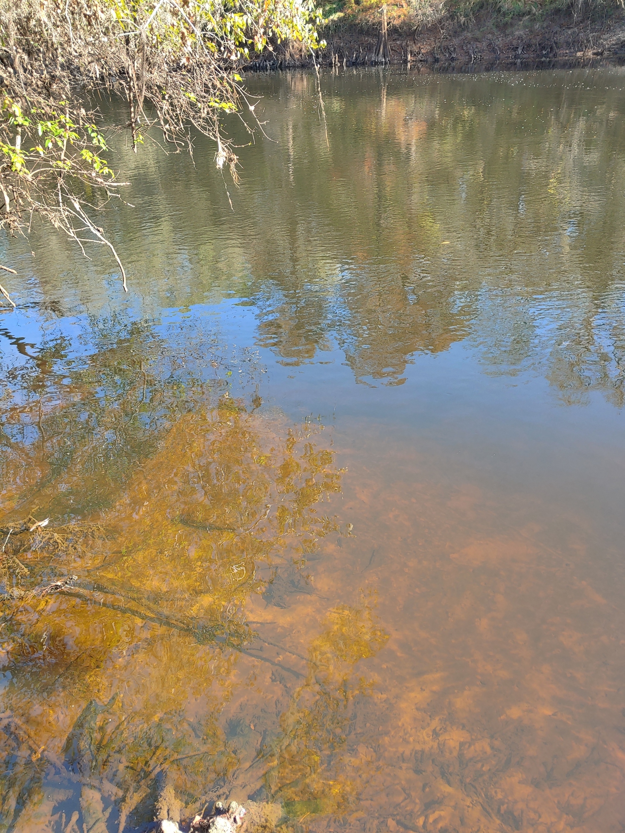 Cleary Bluff, Withlacoochee River @ NE Withla Bluffs Way 2021-11-25