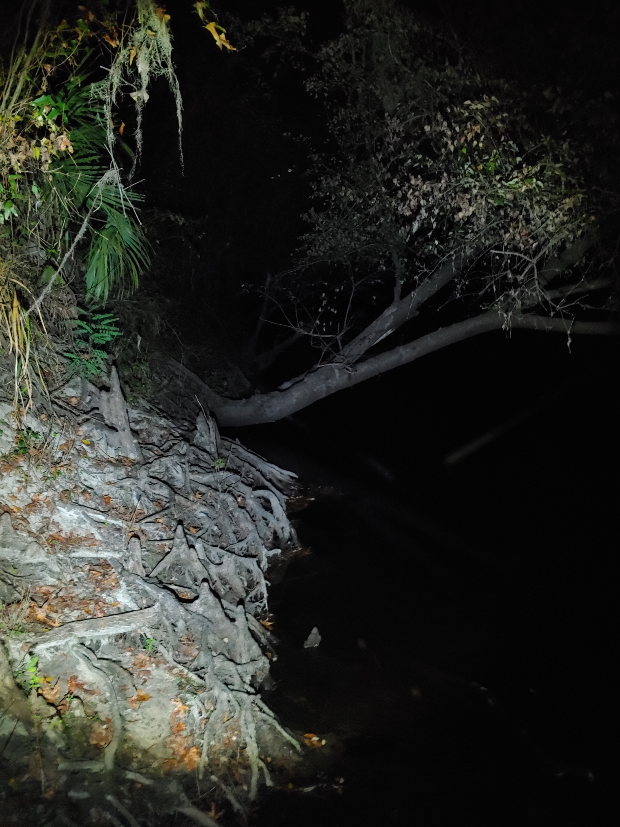 Cleary Bluff, Withlacoochee River @ NE Withla Bluffs Way 2021-12-03