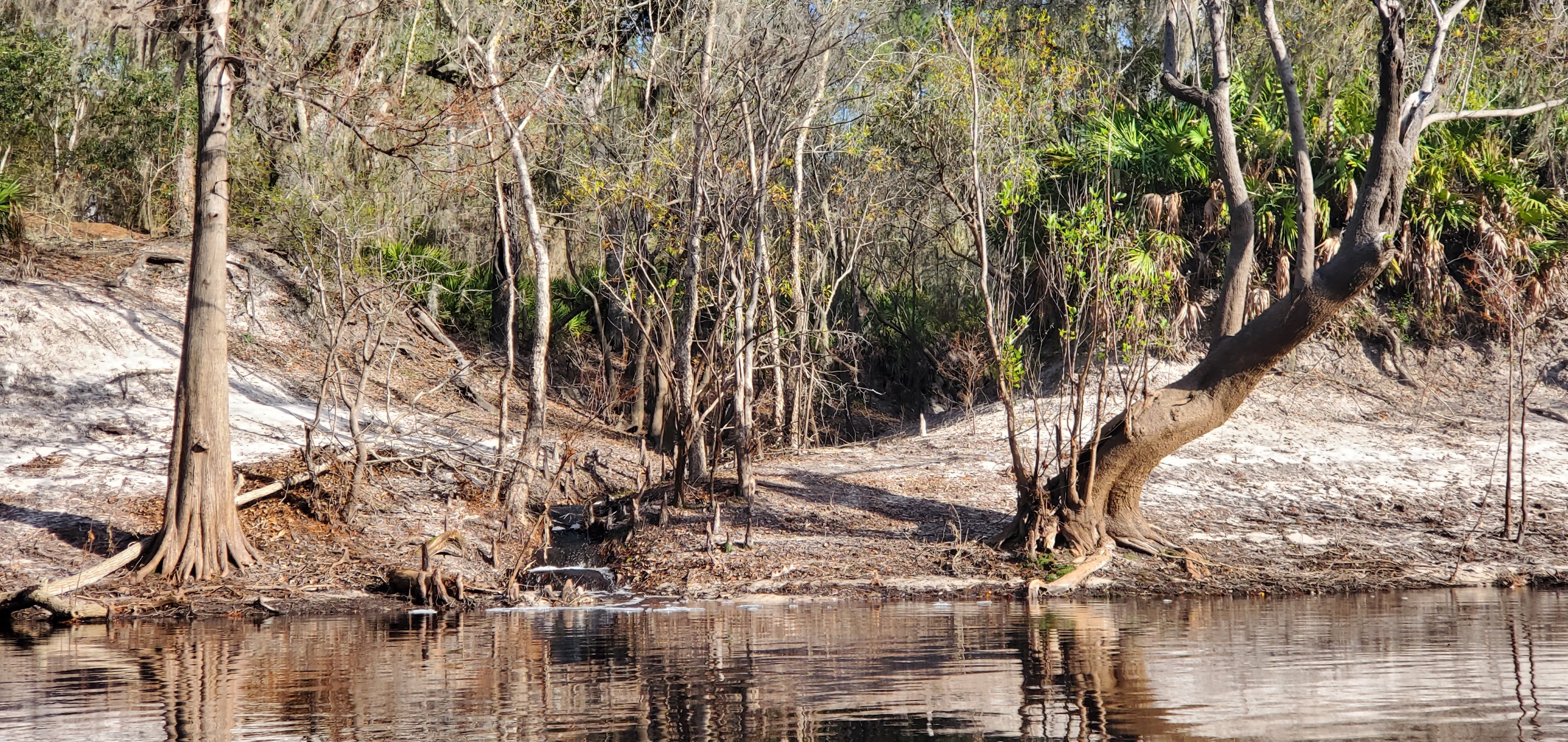 Tiny creek, 14:55:49, 30.5089612, -82.7166214