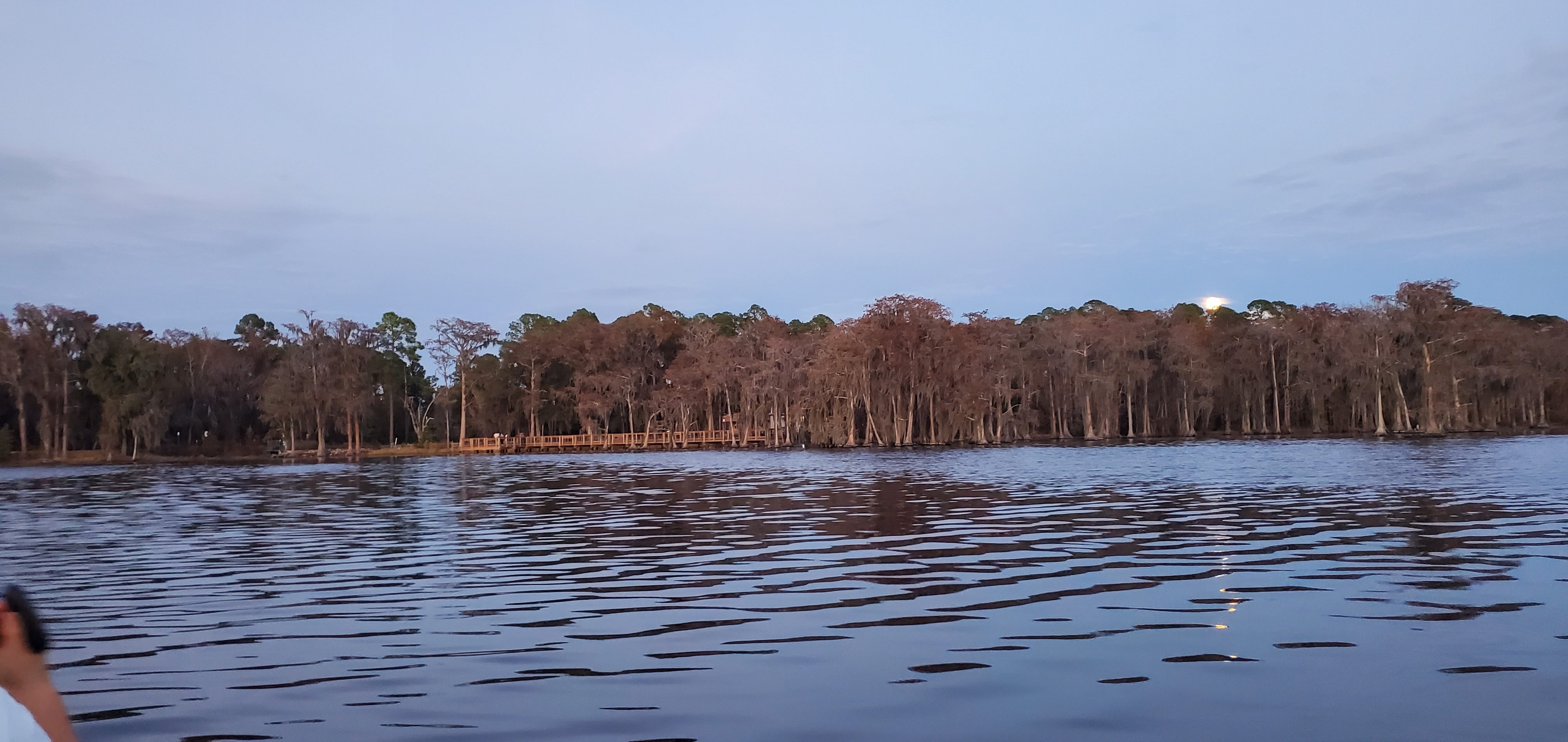 Moon over cypress