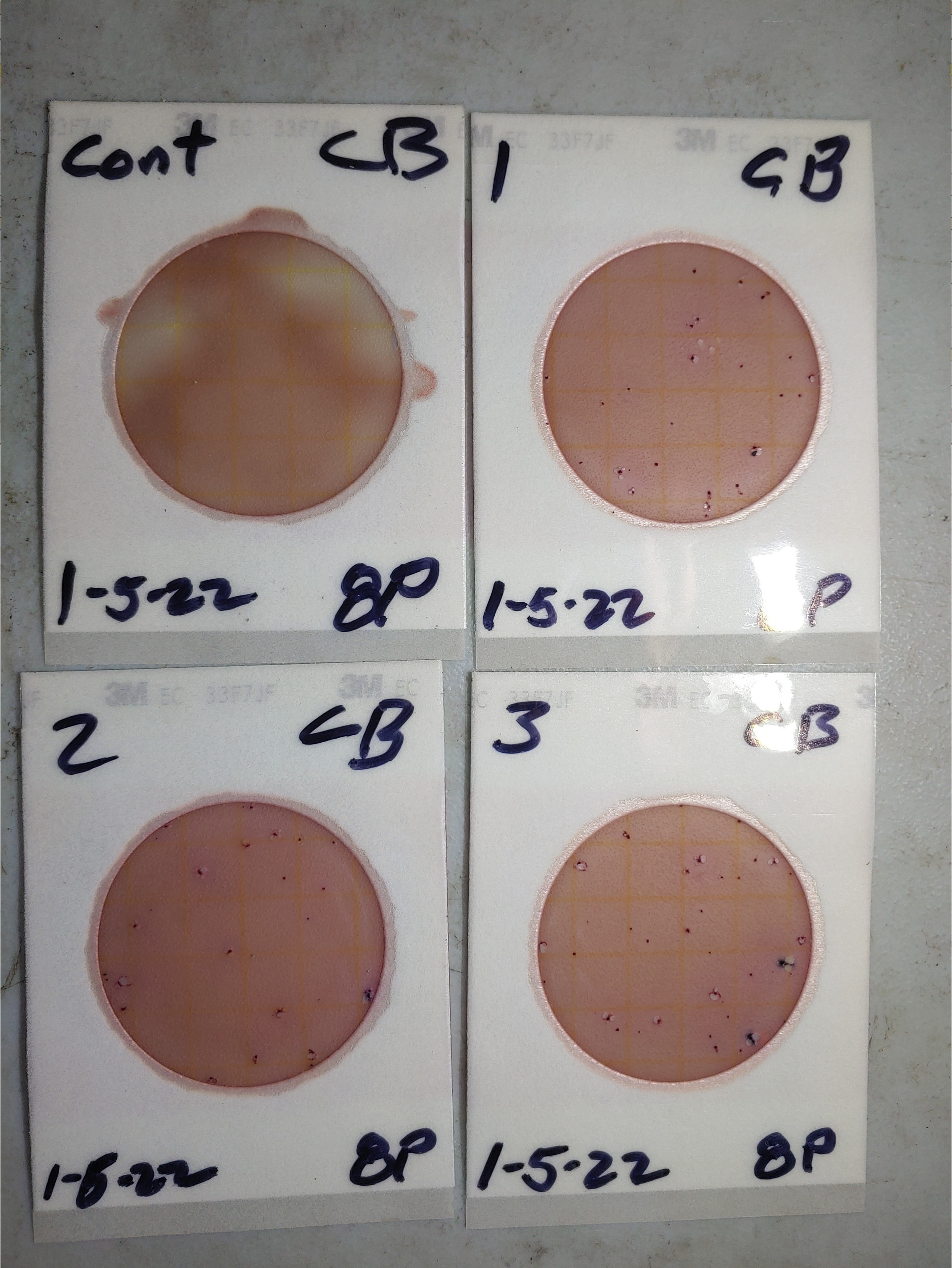 Plates, Cleary Bluff 2022-01-05