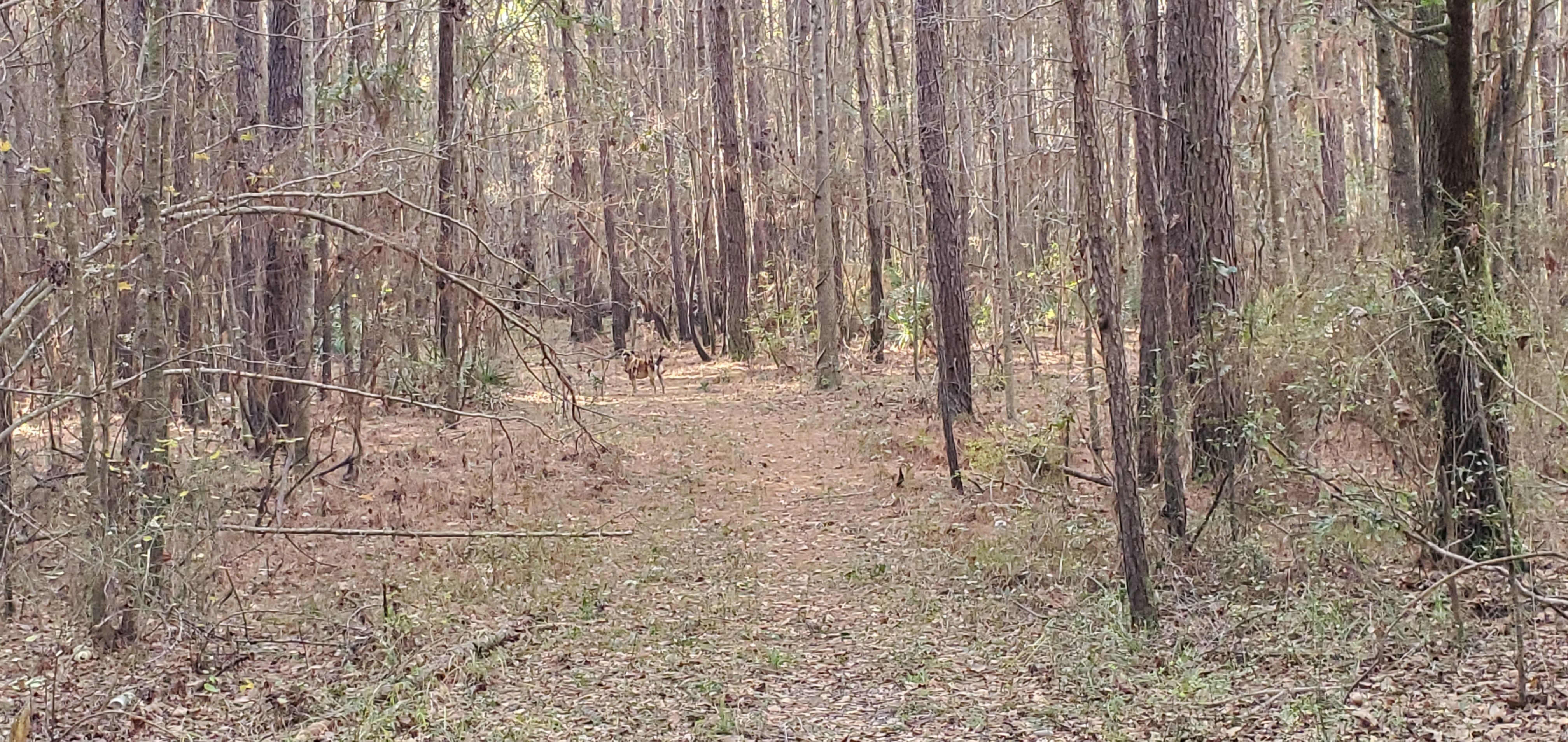 Honeybun the trail dog, 09:22:19, 30.8498218, -83.3462270