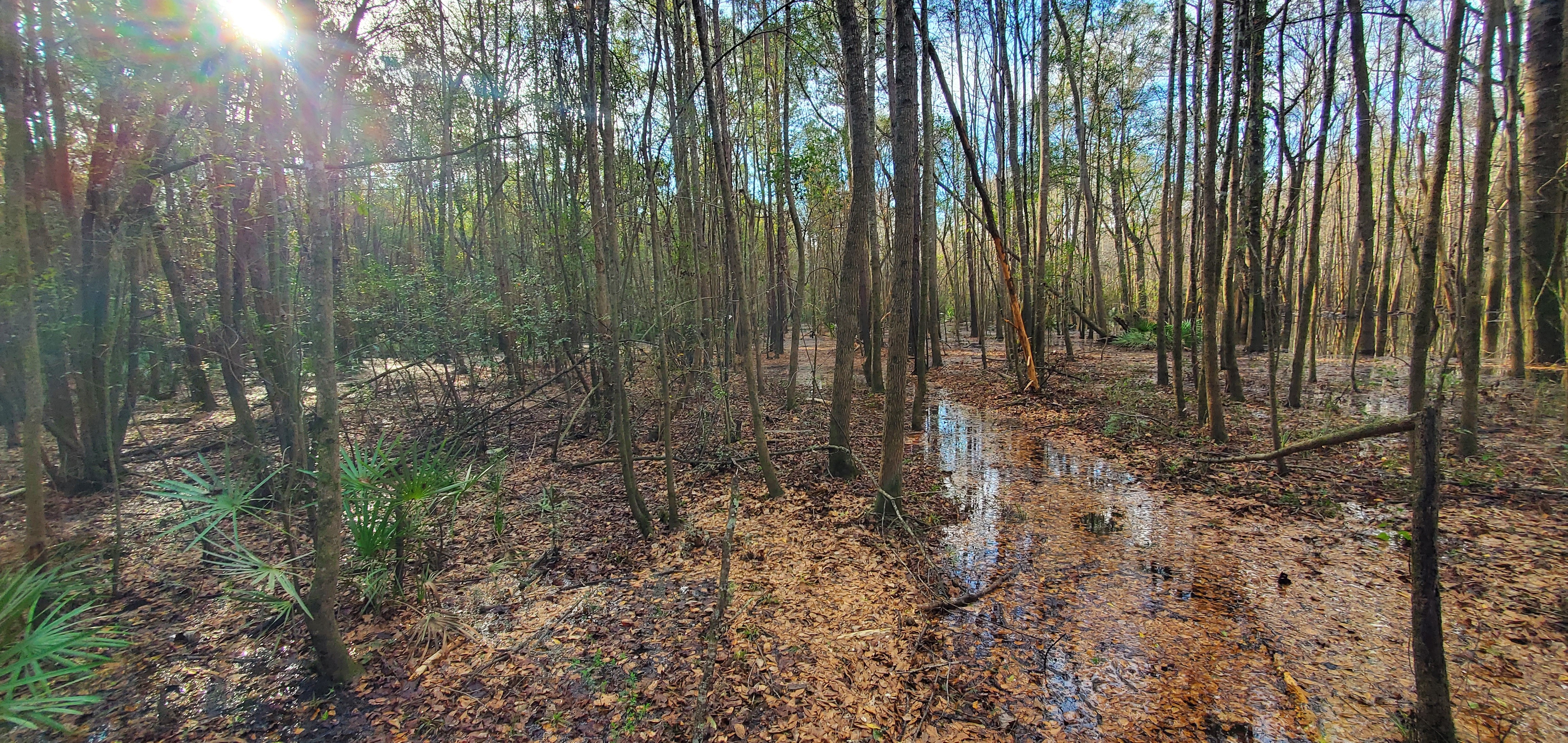 Standing water in trail, 09:25:17, 30.8481143, -83.3463271