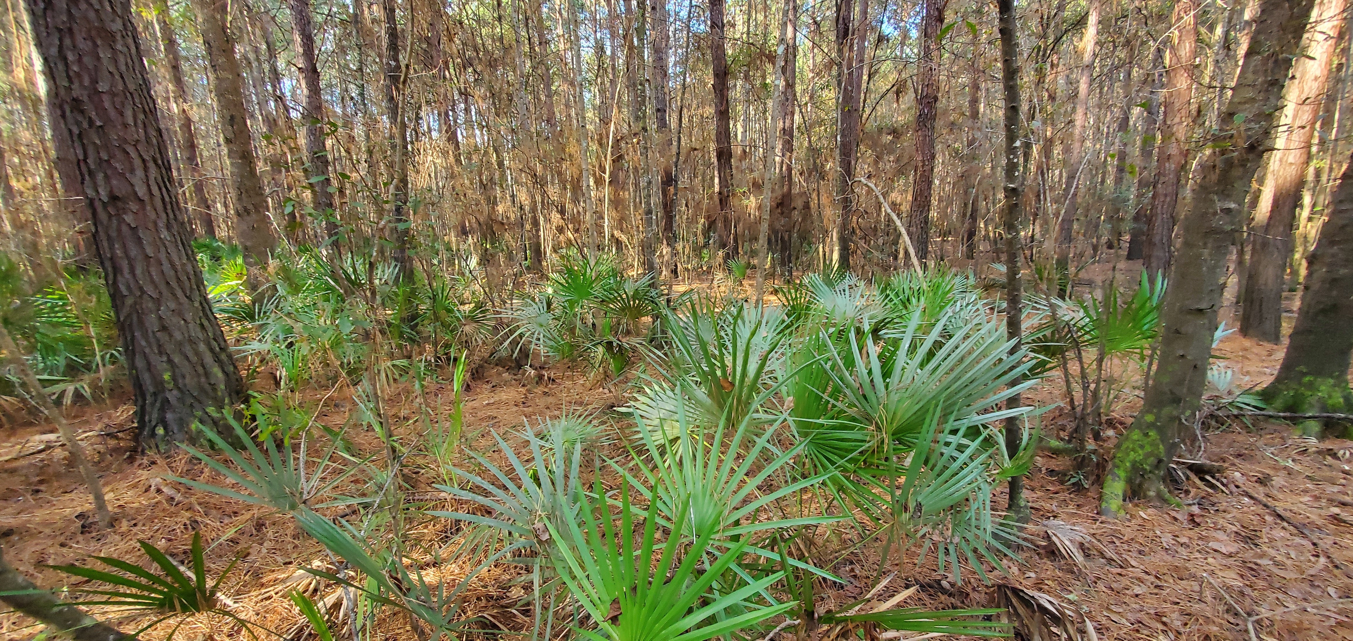 Many palmettos, 09:41:58, 30.8488167, -83.3452189