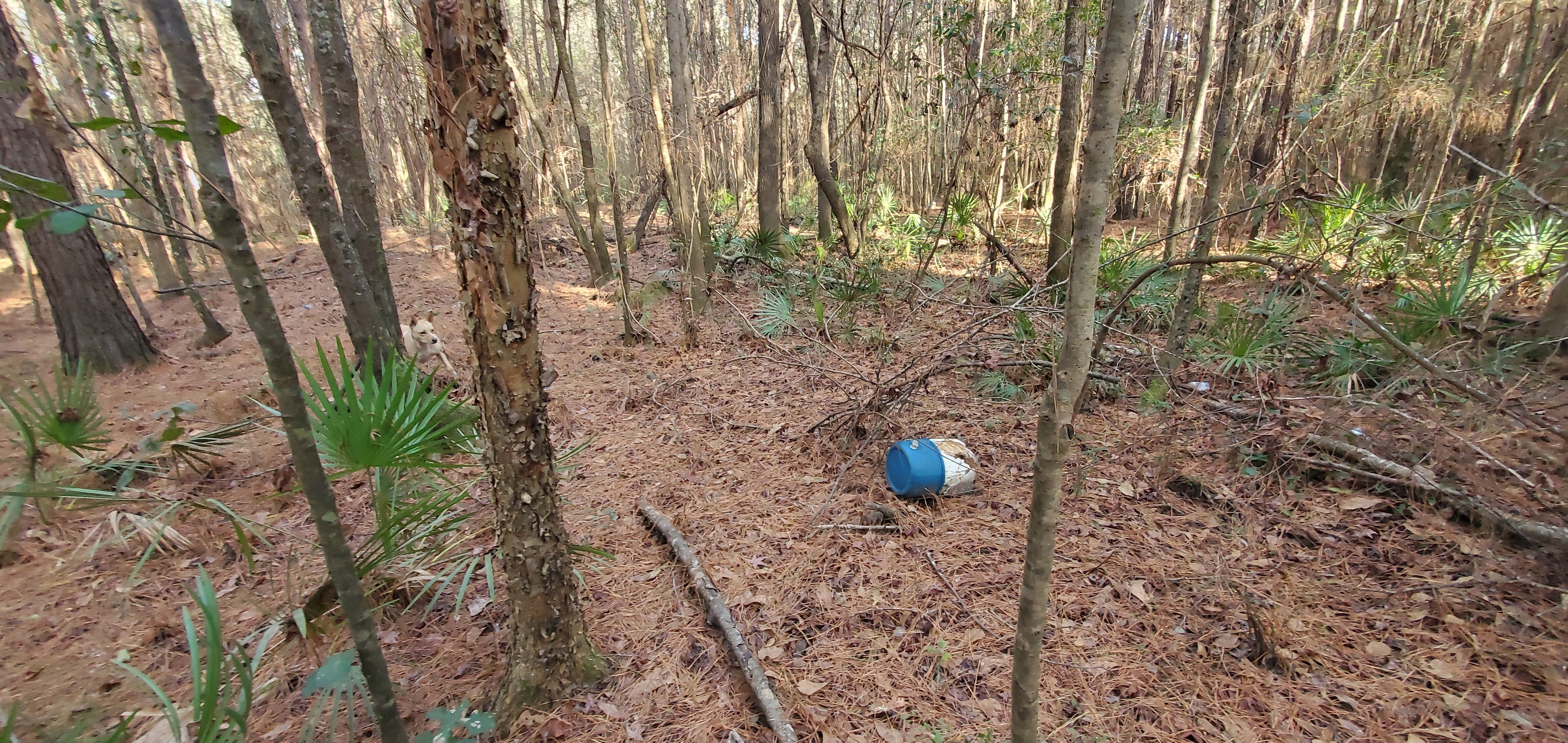 Blue and white barrel near old Broad Street, 09:45:19, 30.8488392, -83.3460294