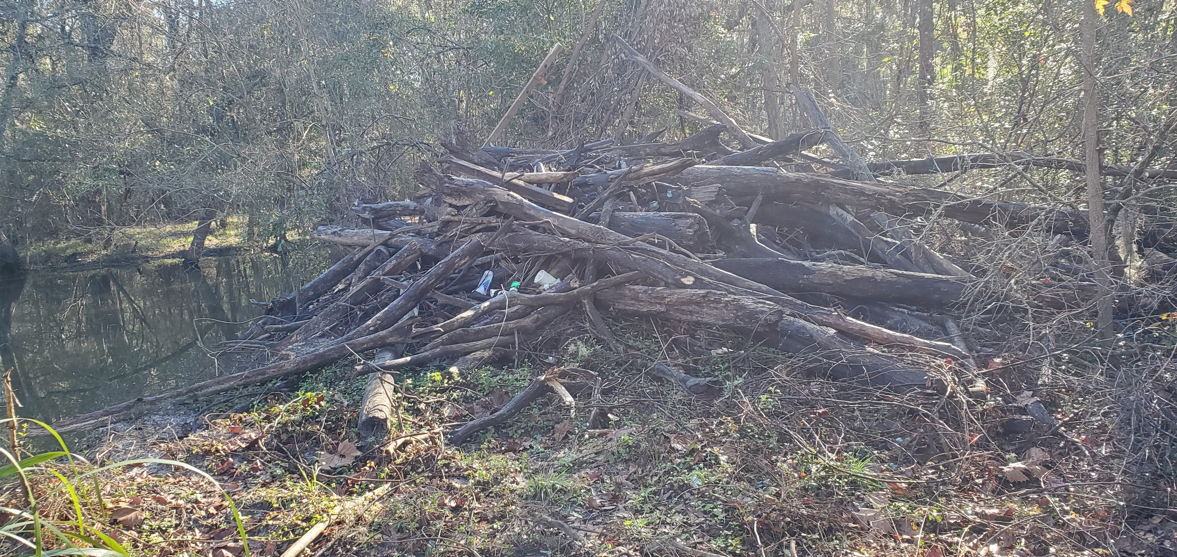 Pile of logs with trash